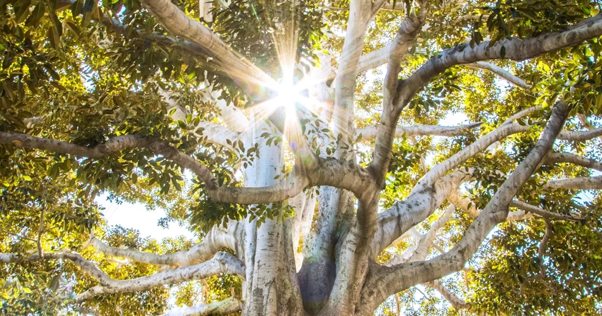 Foggy forest representing transformation and the symbolic meaning of death