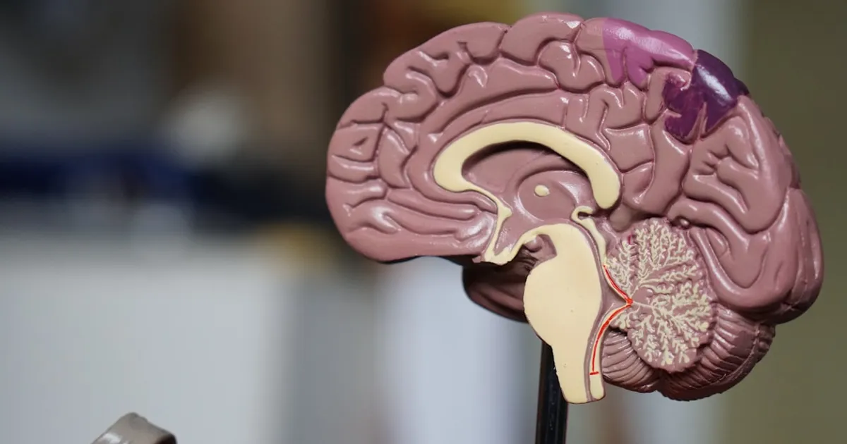 Visual representation of REM sleep brain activity and eye movement