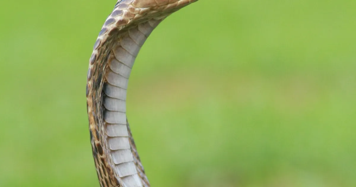 Serpiente en la naturaleza, símbolo de sabiduría y cambio